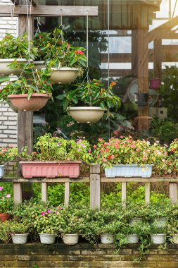 Tencere yerel Bahçe Merkezi satış çiçek