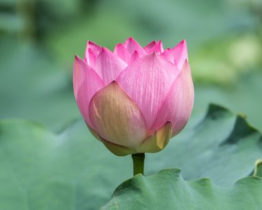 çiçek açan lotus çiçeği