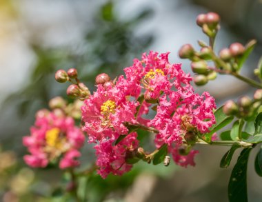 crepe myrtle flowers clipart