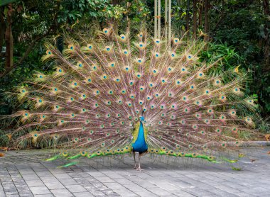 Tavus kuşu güzel yayılması