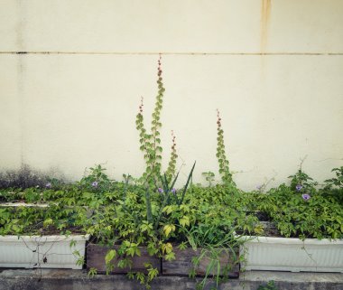 sarmaşık yaprakları beyaz arkaplanda izole edilmiş