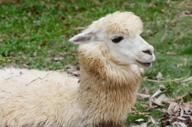Hayvanat bahçesinde Alpaca