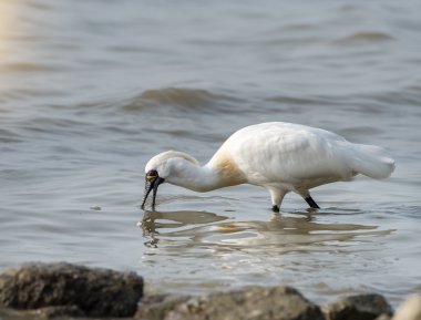 Su ülkesinde siyah yüzlü kaşık gagası