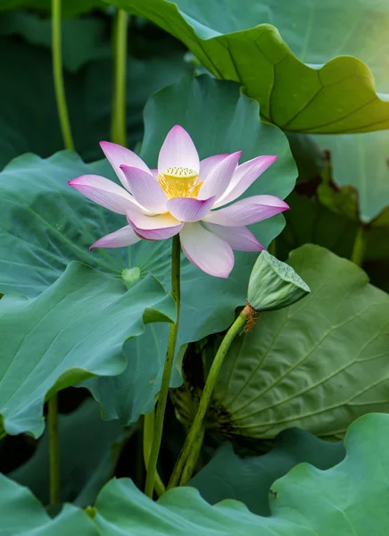 Blommande Lotusblomma Trädgårdsdamm — Stockfoto