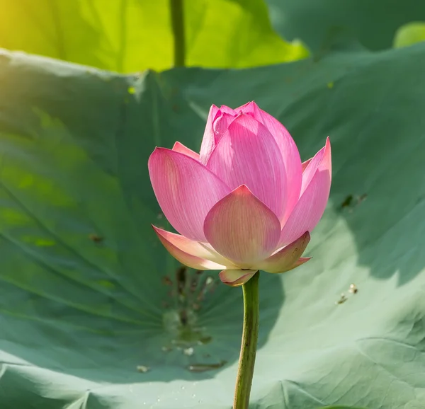 Flor de lótus em flor — Fotografia de Stock