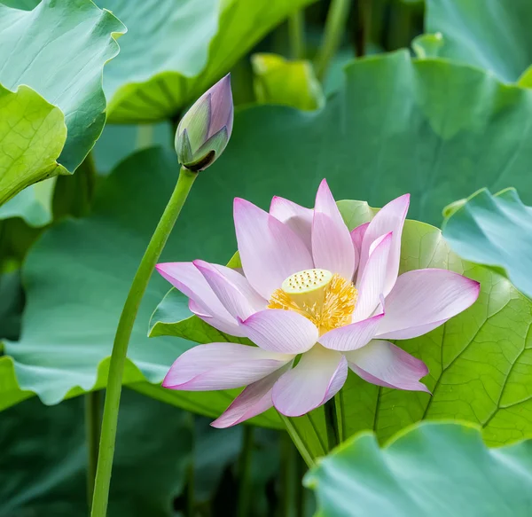 Blommande lotusblomma — Stockfoto