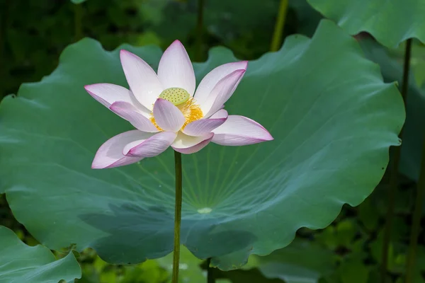 Flor de lótus em flor — Fotografia de Stock