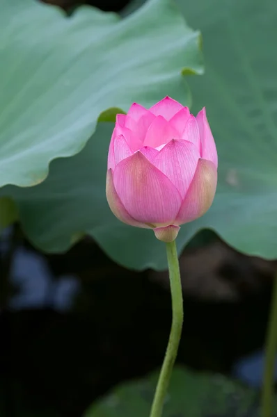 Fioritura fiore di loto — Foto Stock