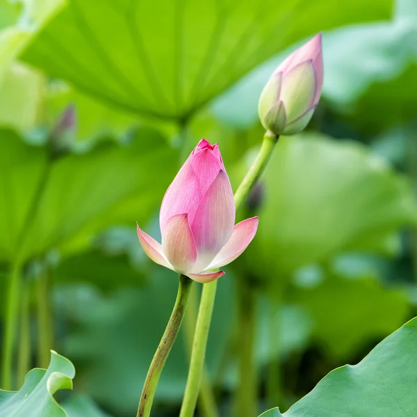 Bloeiende lotusbloem — Stockfoto