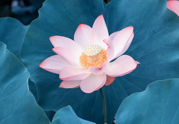 çiçek açan lotus çiçeği