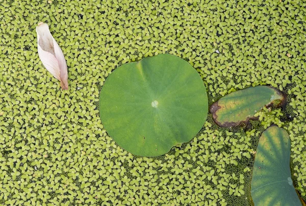 Textur med blad av näckrosor — Stockfoto