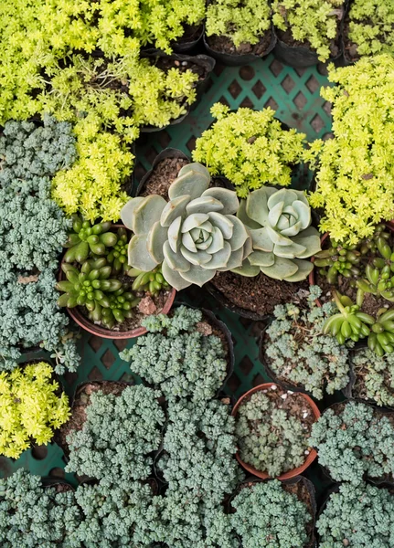 Miniature succulent plants — Stock Photo, Image