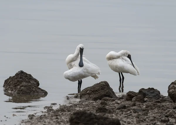 Schwarzgesichtiger Löffler Wasserland — Stockfoto