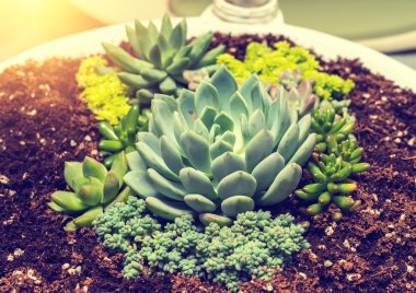  Bahçedeki minyatür sulu bitkiler