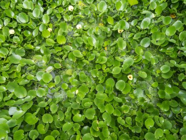 su sümbül kapak bir gölet