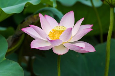 Bahçe havuzunda çiçek açan nilüfer çiçeği