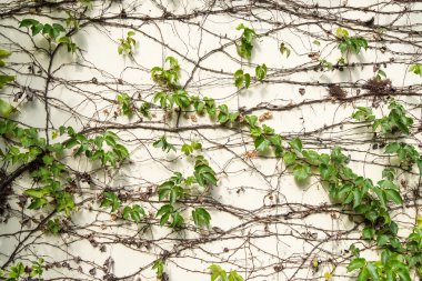 sarmaşık yaprakları beyaz arkaplanda izole edilmiş