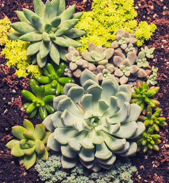 Plantas Suculentas Miniatura Jardim — Fotografia de Stock