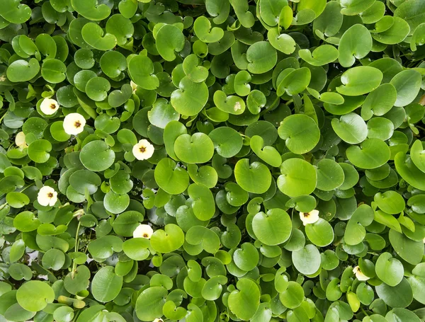 Vattenhyacinter Täcka Damm — Stockfoto