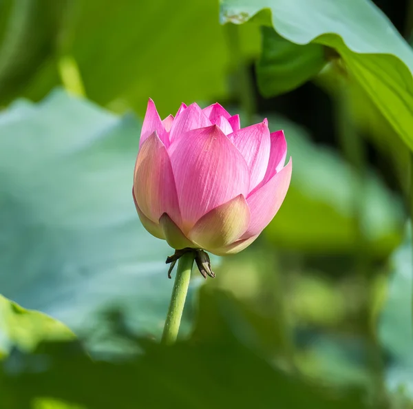 Blommande Lotusblomma Trädgårdsdamm — Stockfoto