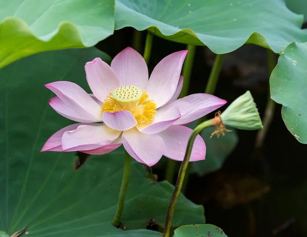 Blooming Lotus Flower Garden Pond — Stock Photo, Image