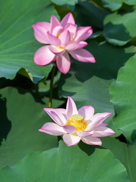 Blooming Lotus Flower Garden Pond — 스톡 사진