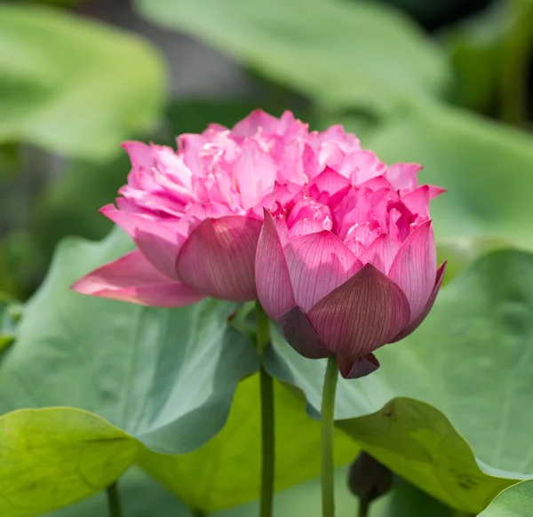 Fiore Loto Fiore Laghetto Giardino — Foto Stock