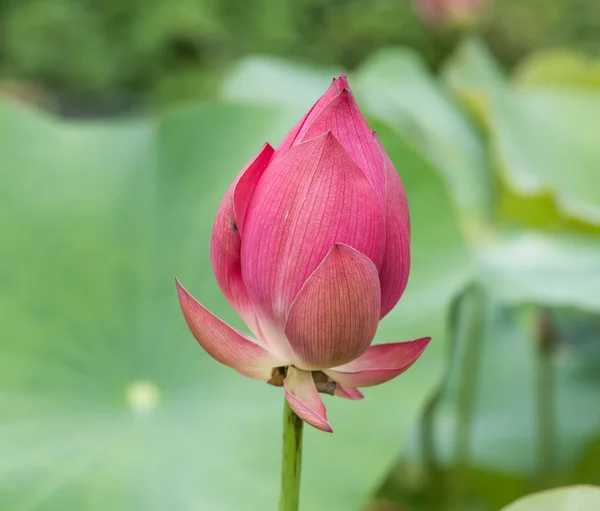 Blooming Lotus Flower Garden Pond — Stock Photo, Image