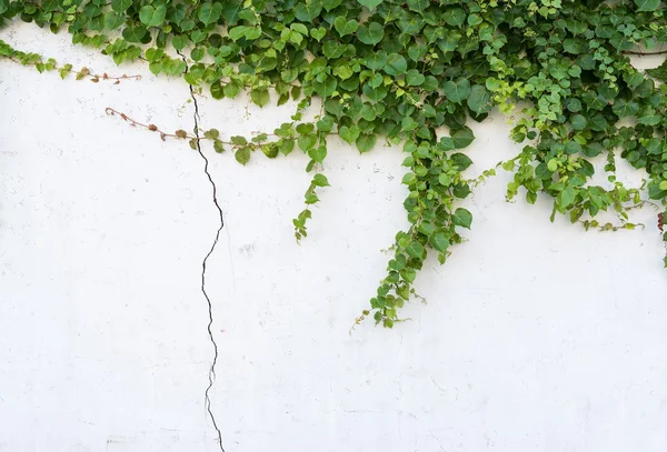 Folhas de hera isoladas em um fundo branco — Fotografia de Stock