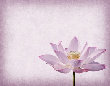 Su zambağı, grunge desenli arka planda