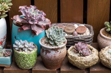 Bahçedeki minyatür sulu bitkiler (sulu kaktüsler)