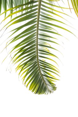 Beyaz arkaplanda izole edilmiş palmiye ağacı