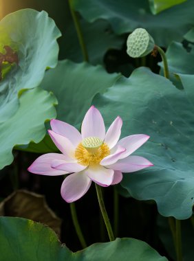 Lotus çiçeği ve lotus çiçek bitki