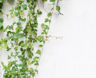 sarmaşık yaprakları beyaz arkaplanda izole edilmiş