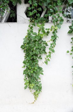 sarmaşık yaprakları beyaz arkaplanda izole edilmiş