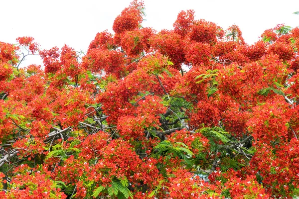 Цветы Павлина Пуанчане — стоковое фото