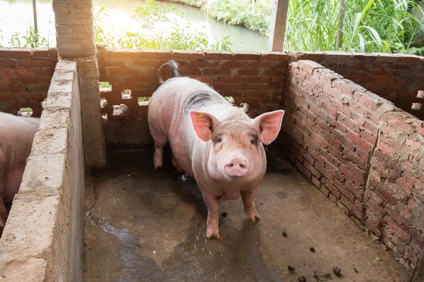 Varkens Boerderij — Stockfoto