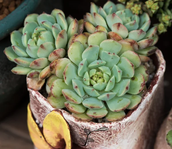 Miniature Succulent Plants Succulent Cactus Garden — Stock Photo, Image