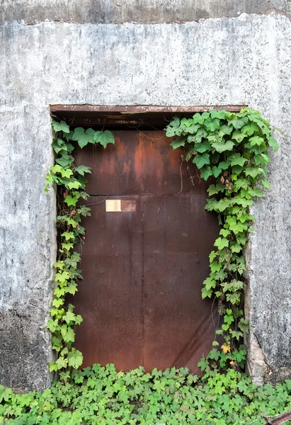 Дверь Стена Покрытые Плющом — стоковое фото
