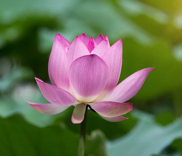 Lotus Blomma Blommar Sommar Damm Med Gröna Blad Som Bakgrund — Stockfoto