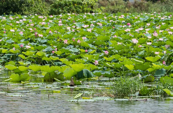 Lotus Flower Blooming Summer Pond Green Leaves Background — Stock Photo, Image