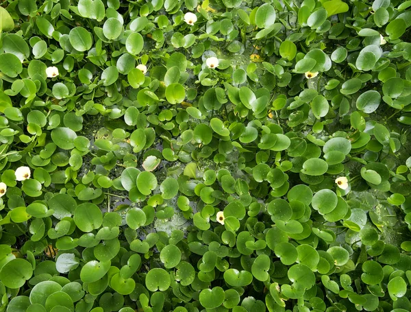 Waterhyacint Dekking Een Vijver — Stockfoto