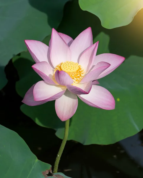 Lotus Flower Lotus Flower Plants — Stock Photo, Image