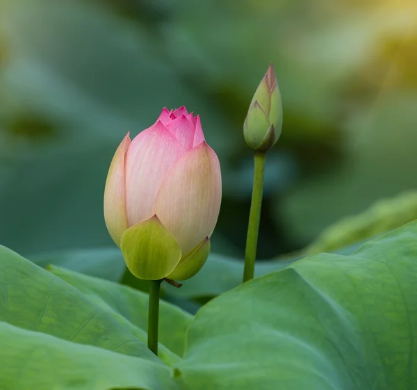 Lotus Floare Plante Flori Lotus — Fotografie, imagine de stoc
