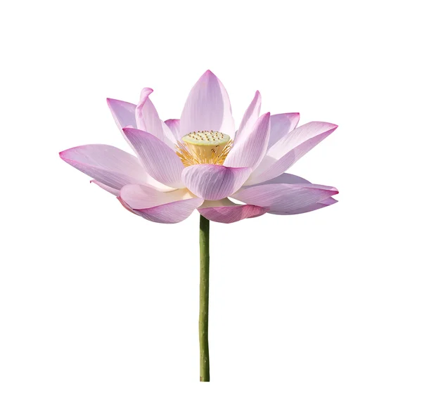 Lotus Flower Lotus Flower Plants — Stock Photo, Image