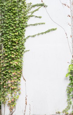 sarmaşık yaprakları beyaz arkaplanda izole edilmiş