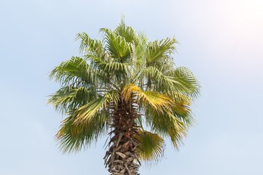 Borassus flabellifer, şeker palm, whit üzerinde izole Kamboçyalı palm