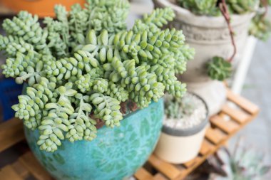  atış minyatür etli bitkiler