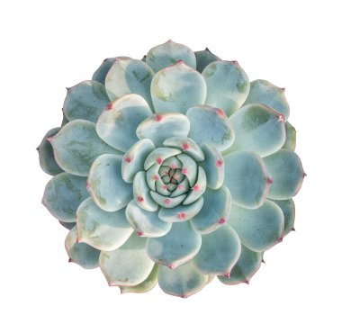  atış minyatür etli bitkiler