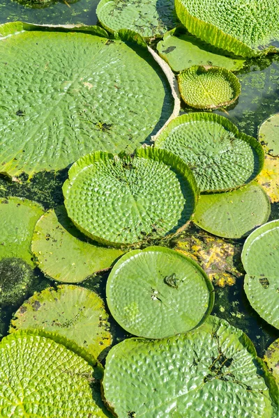 Enorme Loto Galleggiante Gigante Ninfee Amazzonica Victoria Amazonia — Foto Stock